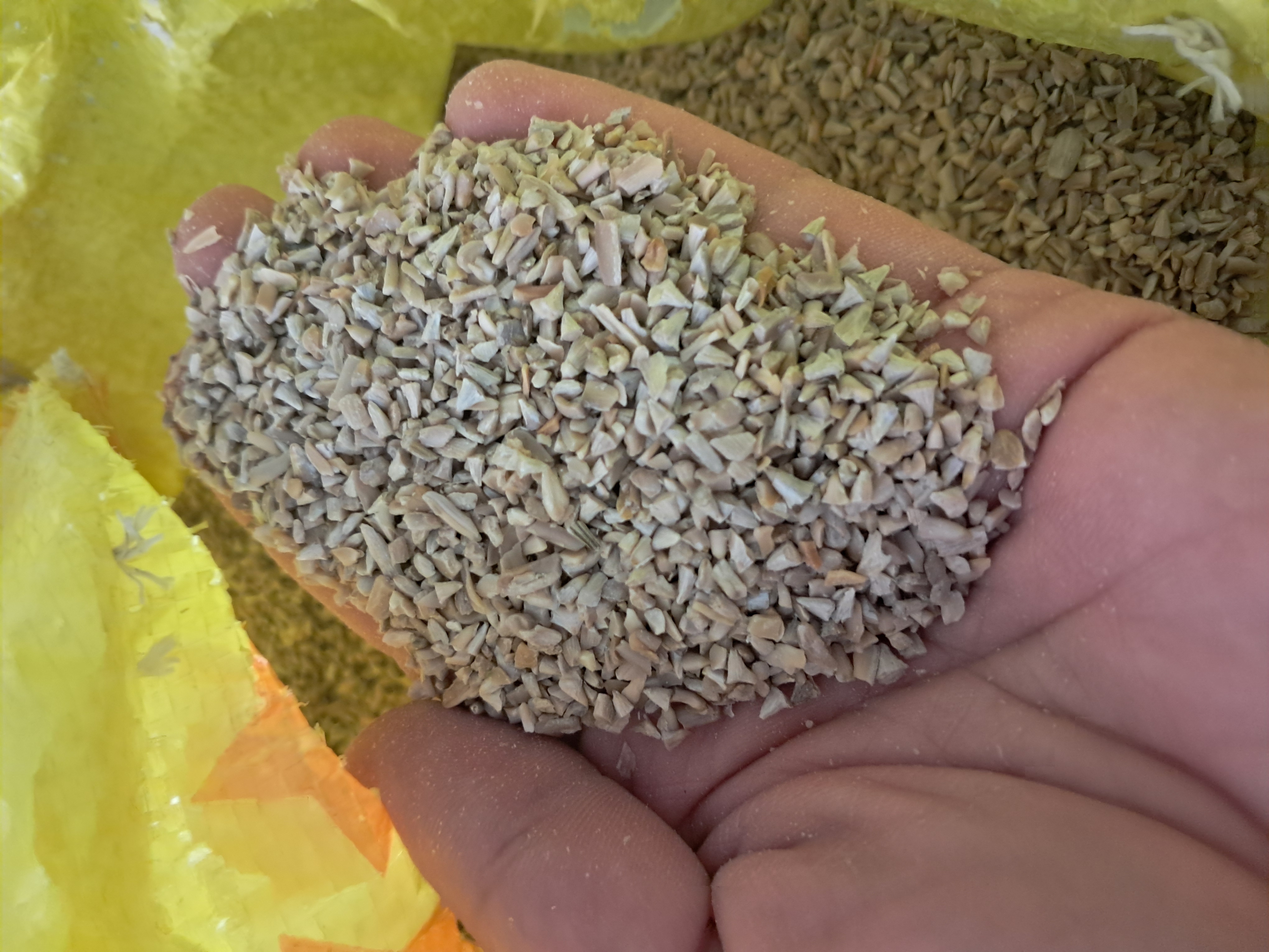 مغز تخمه افتابگردان شکسته